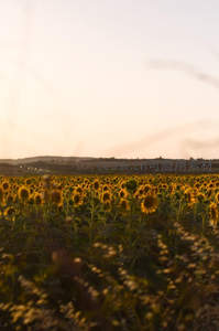 晨曦薄雾中向日葵田温柔朦胧