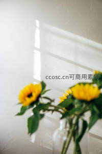 窗影下的向日葵静谧时光