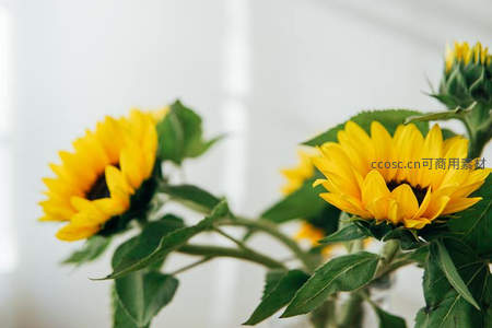 特写镜头下的向日葵绽放