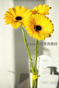 三朵向日葵在玻璃瓶中沐浴阳光