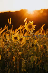 夕阳余晖中的向日葵田野