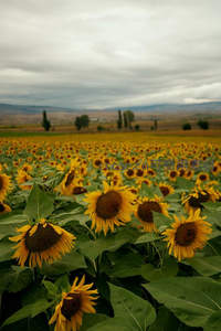 阴云密布下静谧的向日葵田野