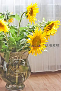向日葵在玻璃花瓶中绽放，阳光洒满室内