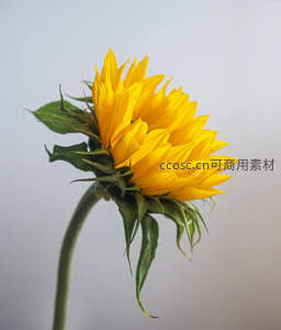 单支向日葵侧颜特写，花瓣层叠如金