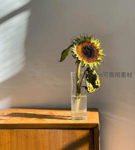 枯萎向日葵在玻璃瓶中静置