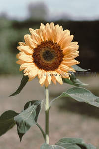 淡黄色向日葵特写镜头