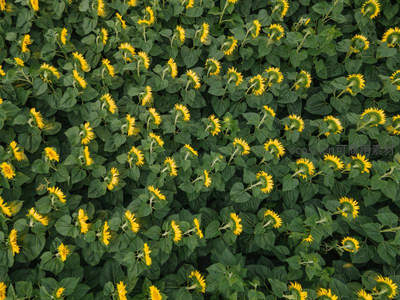 航拍视角下的向日葵田纹理