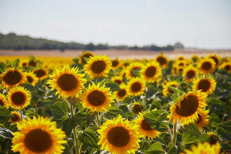 广阔向日葵田延伸至远方