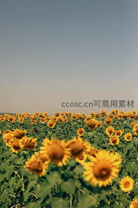 无垠向日葵花海与蓝天