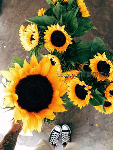 第一人称视角的向日葵花束