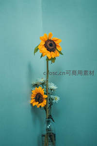 蓝墙前单支向日葵的极简美