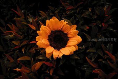 暗影中的向日葵绽放温暖光芒