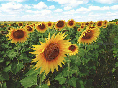 蓝天白云下的向日葵田野