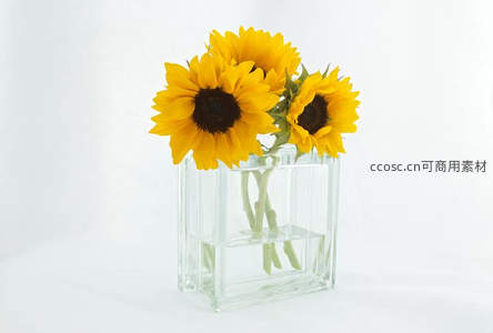 三朵向日葵插于透明玻璃花瓶中