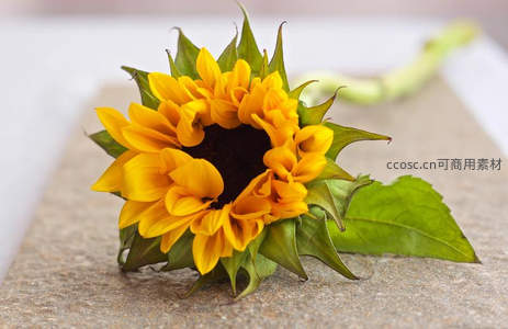 单朵向日葵俯拍，绿叶衬托显精致