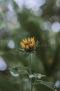 朦胧背景下的含苞向日葵嫩芽