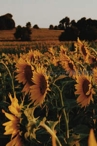 夕阳下金色向日葵田野如画
