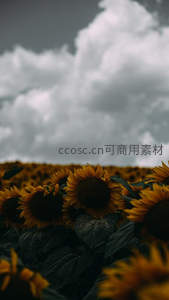 乌云密布下向日葵静默生长