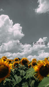 仰拍视角下向日葵与云朵共舞