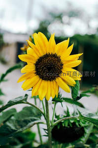 户外向日葵特写展现自然生机