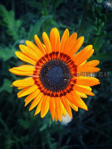 非洲菊微距特写色彩绚丽