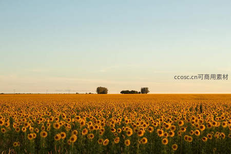 金色向日葵花海延展至天际