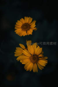 暗调背景下的两朵金黄雏菊