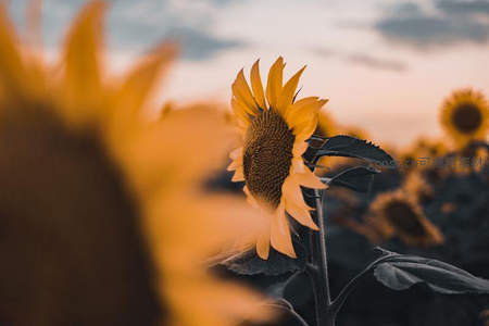 夕阳下的向日葵特写，金黄花瓣与柔光交织