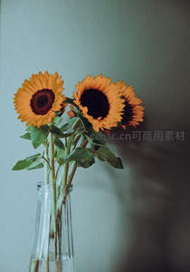 玻璃瓶中的三朵向日葵，简约清新的室内装饰