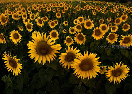 夕阳余晖洒满向日葵盛开的田野
