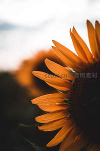 向日葵花瓣特写，温暖阳光下的自然之美