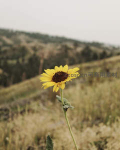孤傲向日葵立于山坡，背景朦胧如画
