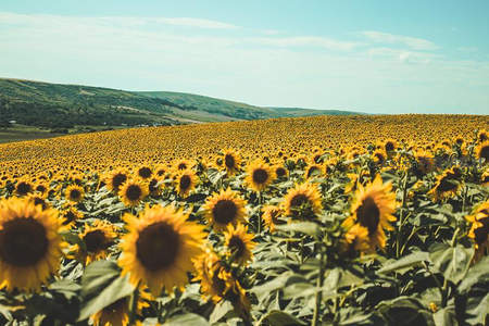 金色向日葵花海铺展至天际线