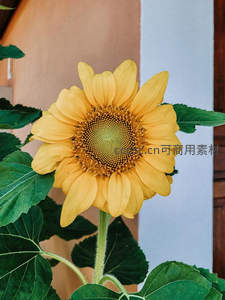 庭院中盛放的向日葵，绿叶衬托金黄花盘