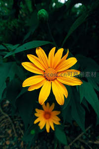 绿叶丛中绽放的金黄向日葵特写