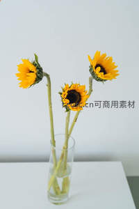 三朵向日葵插在透明玻璃瓶中