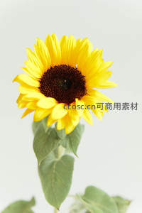 纯白背景下单支向日葵的优雅姿态
