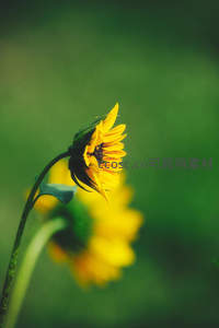 侧影向日葵在绿意朦胧中低垂