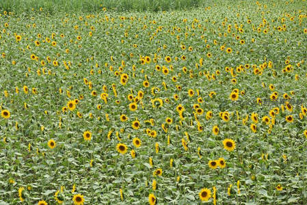 广阔田野里无边的向日葵花海