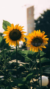 城市边缘的向日葵与建筑剪影
