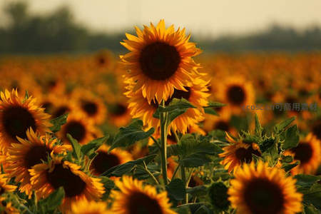 向日葵花海在夕阳下绽放金黄光芒