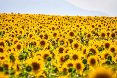 金色向日葵海洋在晴空下延展无边