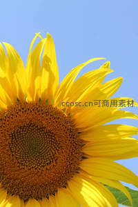 仰拍视角下的向日葵迎着蓝天盛放