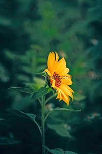 向日葵在绿意中绽放的灿烂笑容