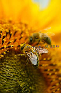 蜜蜂在向日葵花蕊上辛勤采蜜