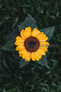 俯视视角下的向日葵如金色太阳