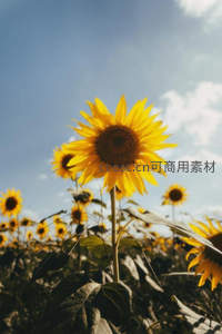 向日葵花海在蓝天白云下闪耀