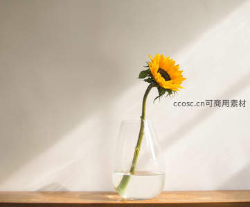向日葵在玻璃瓶中静享阳光