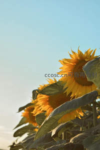 蓝天下的向日葵田野特写