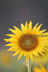 向日葵特写，金黄花瓣与深褐花盘的细腻纹理